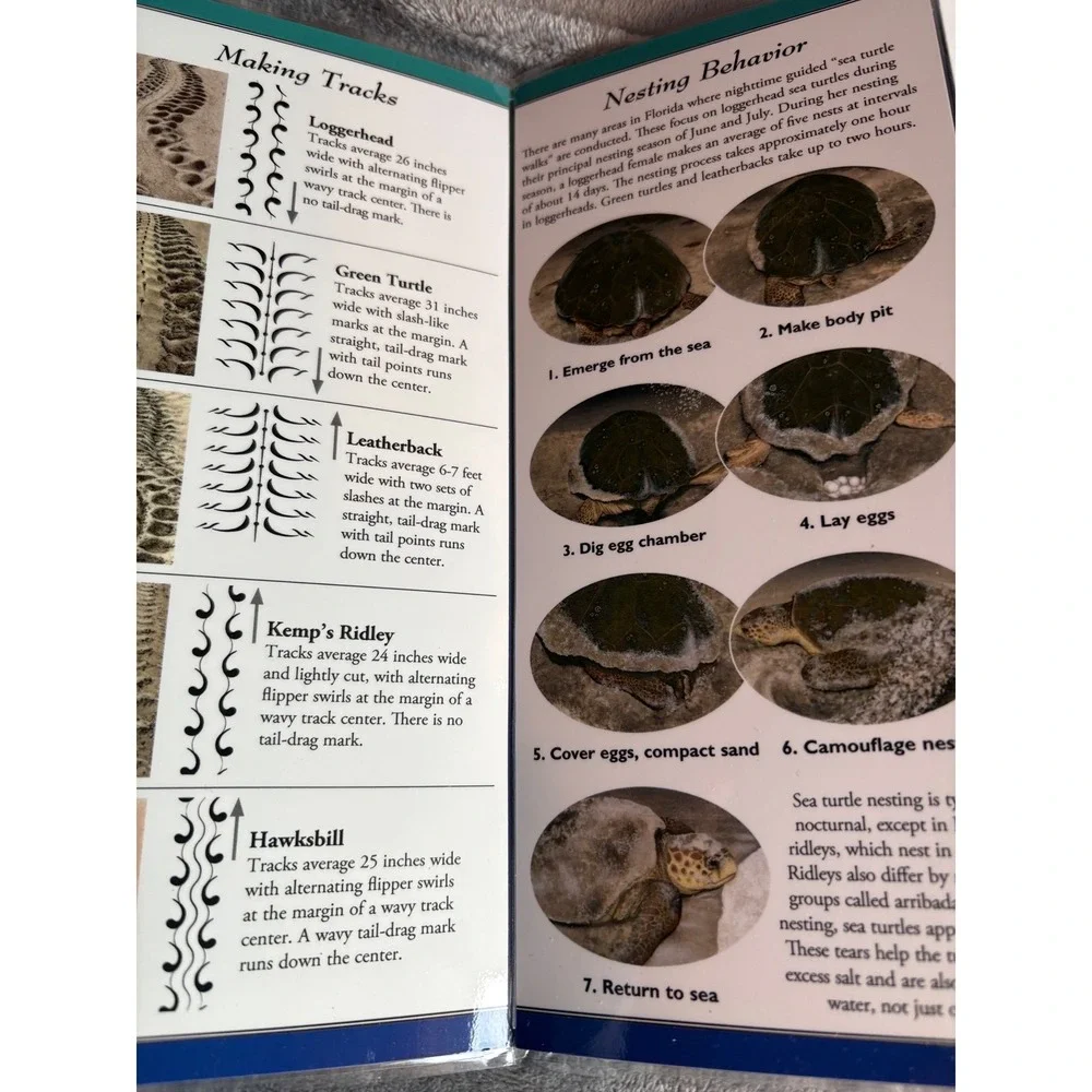 Sea Turtles of the Atlantic & Gulf of Mexico Waterproof‎ Guide Marine Life